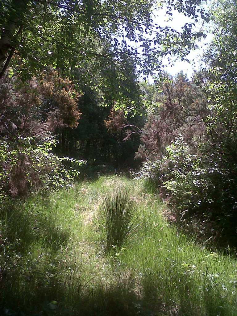 bog and bushes