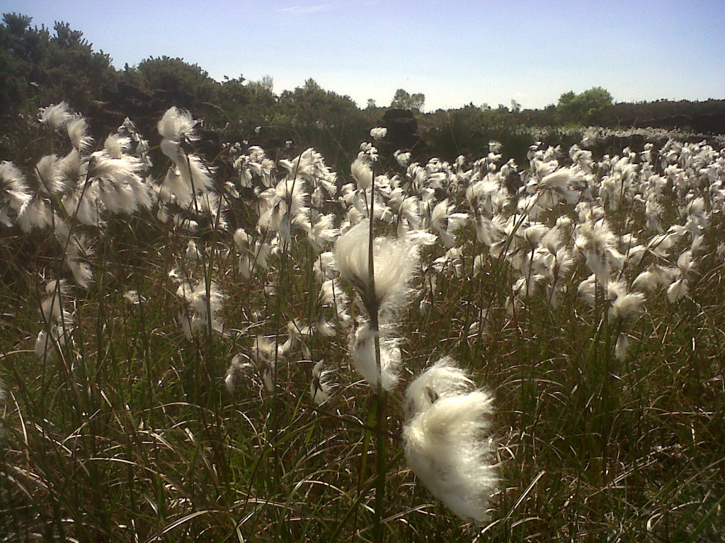 bog cotton