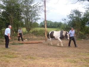 Holly removing tree