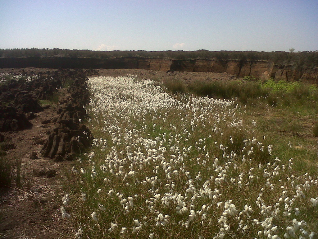 bog turf