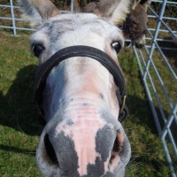 donkey's head
